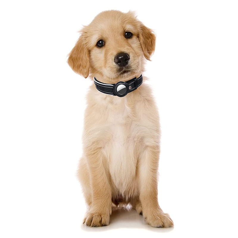 AirTag-collier-chien
